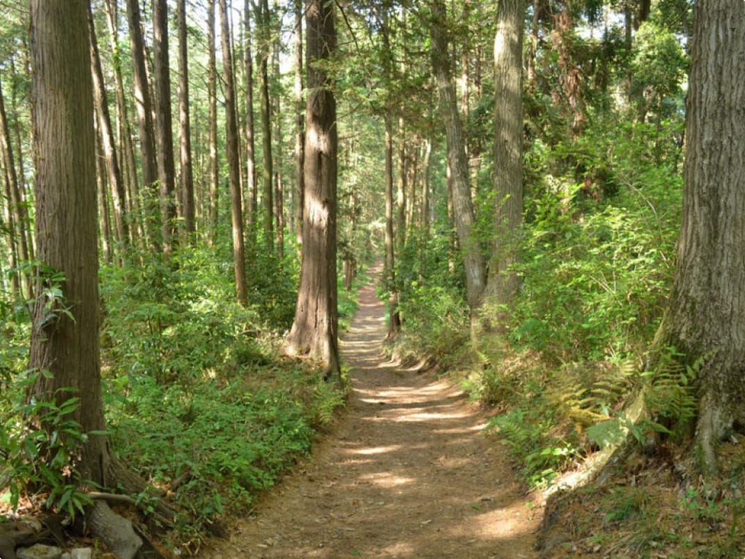 背の高い木々と緑の葉に囲まれた、日差しの差し込む静かな森林の小道。